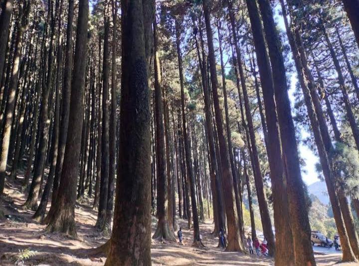 Lama Homestay Darjeeling  Ngoại thất bức ảnh